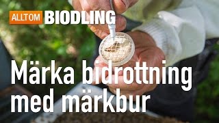 Märka bidrottning med märkbur  Biredskap  Biodling [upl. by Brigid818]