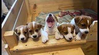 Jack Russell puppies [upl. by Berny]