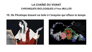 10 De Pénélope tissant sa toile à l’enzyme qui efface le temps [upl. by Boeke402]