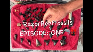 EXPLAINING RazorReefFossils ORIGIN AND EARLIEST SPOTSFINDS🦈‼️ fossil shark reels nature fyp [upl. by Kred]