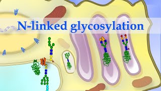 Short animation of Nlinked glycosylation of alpha1 antitrypsin [upl. by Ithaman495]