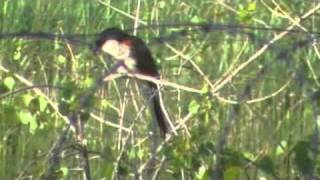 Burchells Coucal calls [upl. by Kevon]