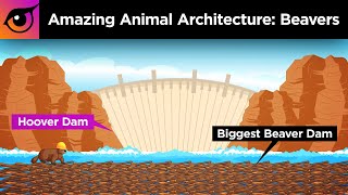 How Beavers Built a Dam Longer Than the Hoover Dam [upl. by Evannia]