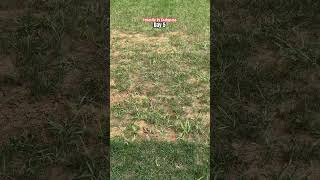 TENACITY vs CRABGRASS Day 5 lawncare gardening shorts [upl. by Erot406]