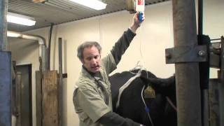 Healthy Cow Checkup  How to Perform a Physical Exam [upl. by Buchbinder]