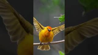 quotWatch the Incredible Weaver Birds flapping her wings  YouTube Shortsquot [upl. by Sherm773]