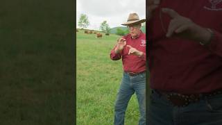 How to use rotational grazing amp stimulate pasture growth for cattle grazing regenerativeagriculture [upl. by Jena]