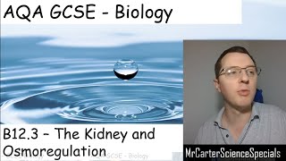 B123  The Kidney and Osmoregulation  AQA Biology GCSE 91 [upl. by Gregory]