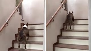 Bull Terrier Bounces Up Stairs [upl. by Kunkle55]