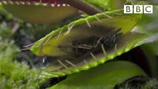 Hungry Venus flytraps snap shut on a host of unfortunate flies  Life  BBC [upl. by At341]