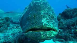 Witness of All in encounter Goliath Grouper Sharks Green Eel and little fish peacefully coexisting [upl. by Vasily]