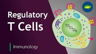 Roles of Regulatory T Cells  Immunology  Immune System  Basic Science Series [upl. by Hendricks]