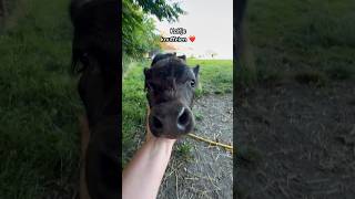 Kalfje knuffelen ❤️ kalf koetje koe minikoetje boerderij schattig dieren diertjes minikoe [upl. by Yenhpad]