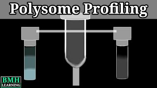 Polysome Fractionation amp Analysis Mammalian Translatomes On GenomeWide Scale l Protocol Preview [upl. by Enoid]