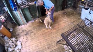 Crutching sheep in an Aussie shearing shed [upl. by Alvord]