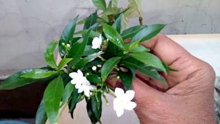 Growing Tips CHANDANITABERNAEMONTANA DIVARICATAPINWHEEL FLOWERNANDIVARDHANAM [upl. by Eldin]