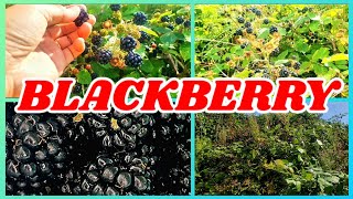 PINAY LIFE IN UK  BLACKBERRY PICKING beapick asmr blackberry [upl. by Damiano555]