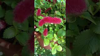 Red Cats Tail Acalypha [upl. by Claudius864]