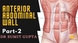 ANTERIOR ABDOMINAL WALL Part2 [upl. by Alexandra]