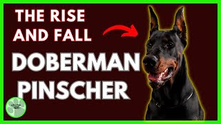 The Rise and Fall of DOBERMAN PINSCHER Explained [upl. by Ahtel]