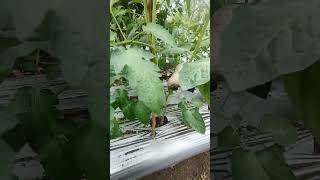 Cara cepat mengikat batang tomat farming tomato tomat nature nature tomatoes pertanian [upl. by Animehliw370]