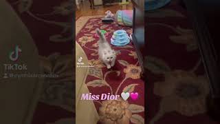 Ragamuffin kitten cute walk cat purrfectmoments kitten ragamuffin [upl. by Marina]