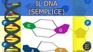 39 Il DNA semplice 130 min [upl. by Bruni310]