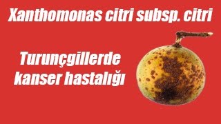 Turunçgillerde Kanser Hastalığı Xanthomonas citri subsp citri [upl. by Wyatan873]