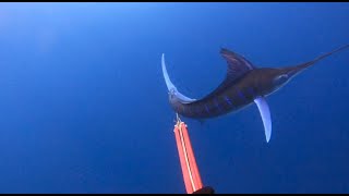 SPEARFISHING MARLIN  New Zealand 22 [upl. by Donnell]