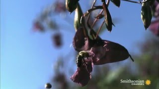 Seed Dispersal by Explosion [upl. by Ilyak]