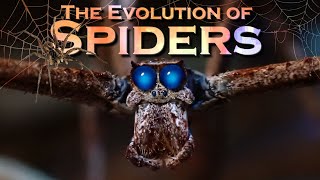 EVOLUTION of SPIDERS [upl. by Erfert]