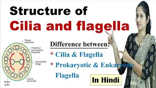 Structure of Cilia and Flagella  Difference between cilia and flagella  NEET  in Hindi [upl. by Reis]