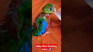 Turquoisine Baby Bird drinking Water 💦🥰 ছোট্টো টারকুইজিন পাখির বাচ্চা পানি খাচ্ছে🐥 turquoisinebird [upl. by Eellac815]