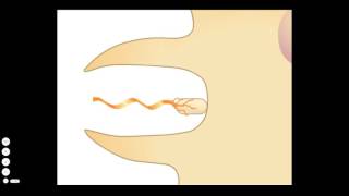 Process of Type III Secretion [upl. by Ennairrek]