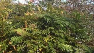 Mahonia Japonica [upl. by Crim]