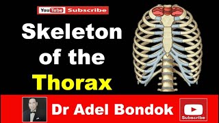 Skeleton of the Thorax Sternum Ribs amp Vertebrae Dr Adel Bondok [upl. by Enihsnus]