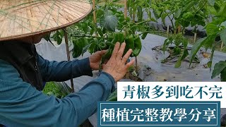 青椒甜椒全方位種植方法教學，從鬆土、起壟到成熟可收成滿滿  阿星種植 [upl. by Adnaluy794]