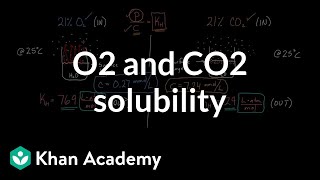 O2 and CO2 solubility  Respiratory system physiology  NCLEXRN  Khan Academy [upl. by Cahra]