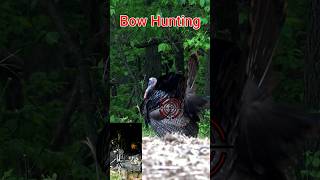 Turkey Bird Bow Hunting bowhunting acehgunfishing [upl. by Ahsenyl764]