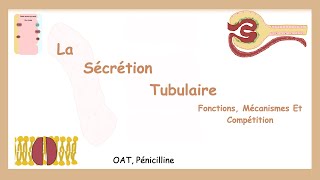 La Sécrétion Tubulaire Fonctions Mécanismes Et Compétition Système Urinaire [upl. by Job511]