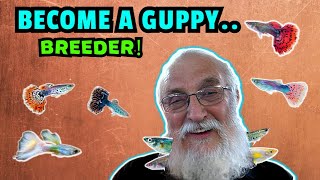 Become A Guppy Breeding Pro How To Breed Prizewinning Fish [upl. by Menard]