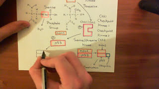 Introduction to p53 and the Response to DNA Damage Part 2 [upl. by Kempe]