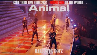 【Live Video】Animal EXILE TRIBE LIVE TOUR 2021 ”RISING SUN TO THE WORLDquot  BALLISTIK BOYZ [upl. by Aihsekal716]