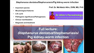 Stephanurus dentatus infection Cause morphology life cycle pathogenesis diagnosis and treatment [upl. by Khalil]