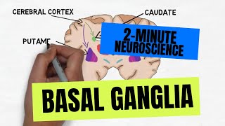 2Minute Neuroscience Basal Ganglia [upl. by Gies910]