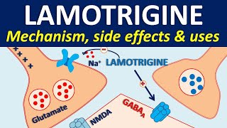 Lamotrigine  Mechanism side effects drug interactions amp uses [upl. by Canotas501]