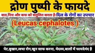 द्रोण पुष्पी के फायदे। benefits of dron pushpidron pushpi kya hai leucas leucascephalotesthumbe [upl. by Free449]