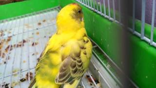 Shivering budgie  sick budgie  my bird is sick [upl. by Micaela]