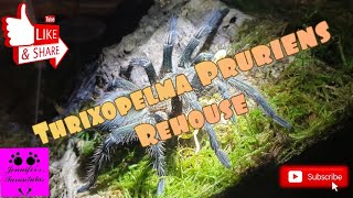 Thrixopelma Pruriens Rehouse [upl. by Reiniar]