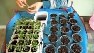 Finally Transplanting Papaya Seedlings [upl. by Uba783]